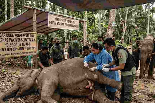 gajah diego mati_andalaska news_pjn media-35kb